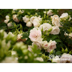 Ritausma – biała róża rugosa | Mrozoodporna i pachnąca | Hyżowie