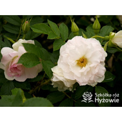 Ritausma – biała róża rugosa | Mrozoodporna i pachnąca | Hyżowie