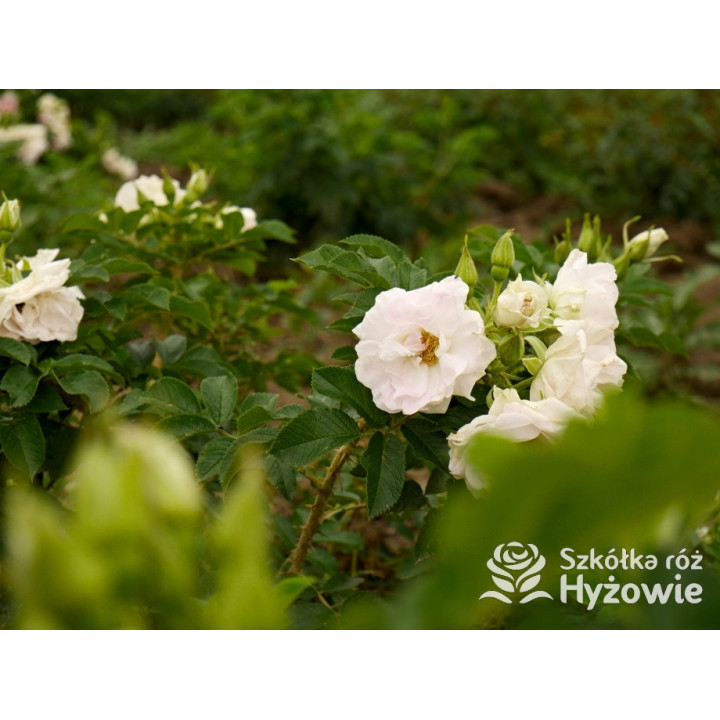 Ritausma – biała róża rugosa | Mrozoodporna i pachnąca | Hyżowie