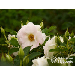 Ritausma – biała róża rugosa | Mrozoodporna i pachnąca | Hyżowie