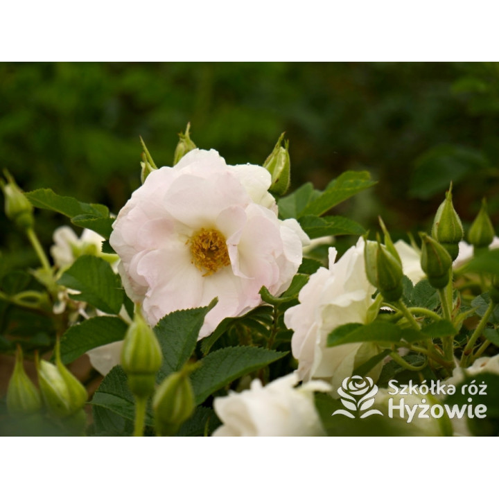 Ritausma – biała róża rugosa | Mrozoodporna i pachnąca | Hyżowie