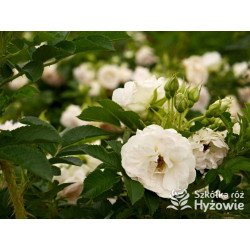 Ritausma – biała róża rugosa | Mrozoodporna i pachnąca | Hyżowie