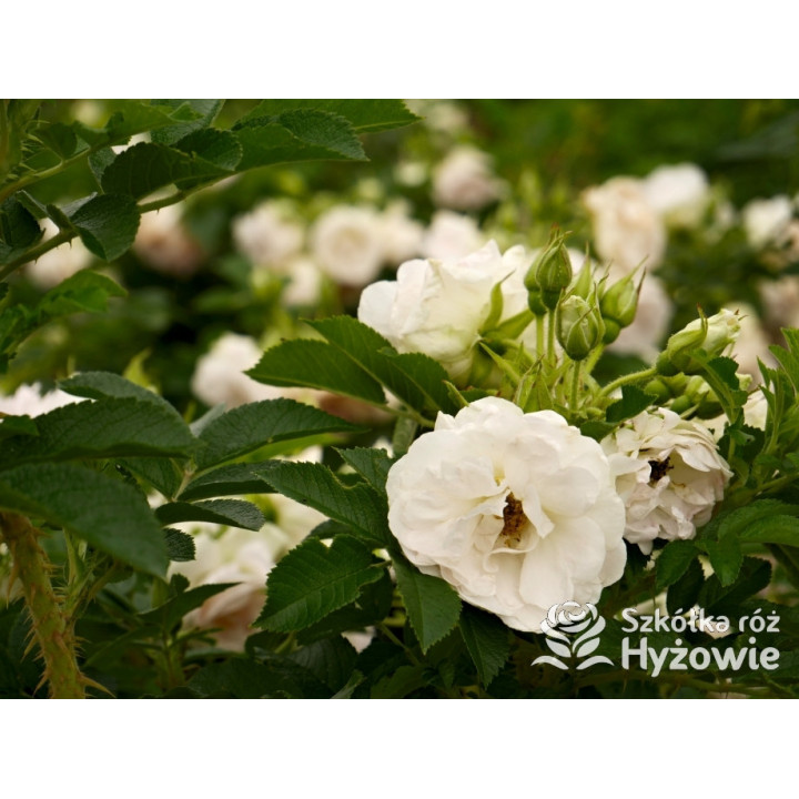 Ritausma – biała róża rugosa | Mrozoodporna i pachnąca | Hyżowie