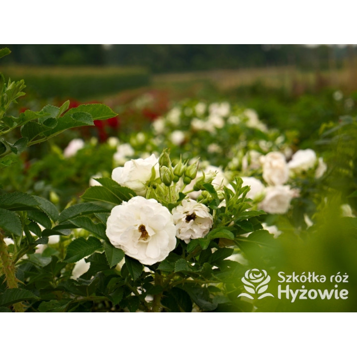 Ritausma – biała róża rugosa | Mrozoodporna i pachnąca | Hyżowie