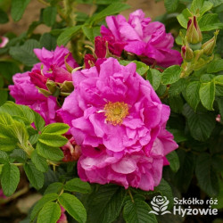 Rosa rugosa Red Foxi® – odporna róża rugosa z owocami | Hyżowie