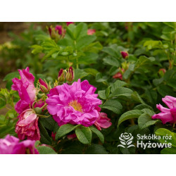Rosa rugosa Red Foxi® – odporna róża rugosa z owocami | Hyżowie