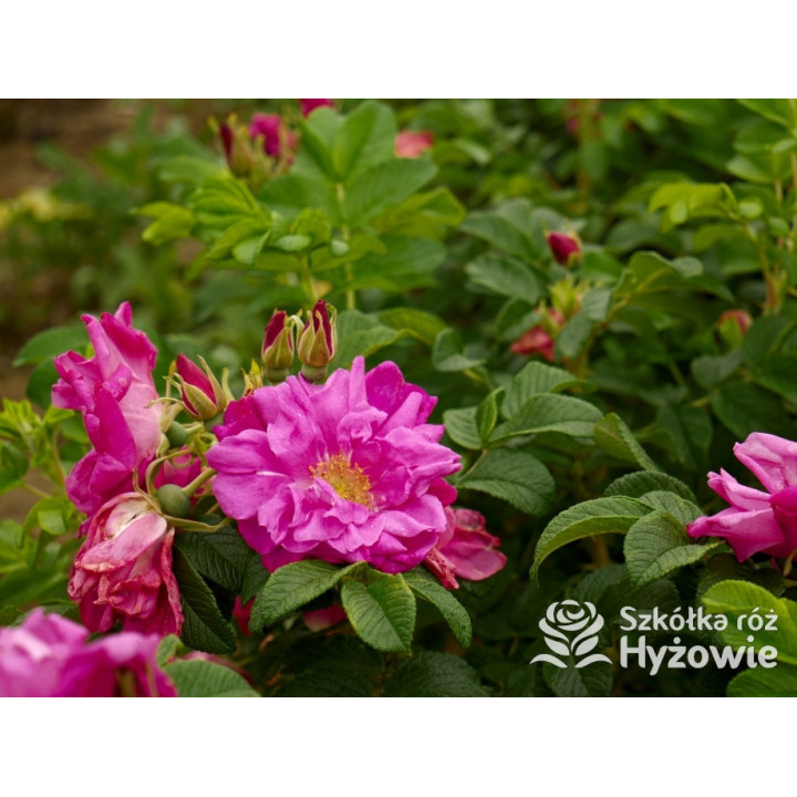 Rosa rugosa Red Foxi® – odporna róża rugosa z owocami | Hyżowie