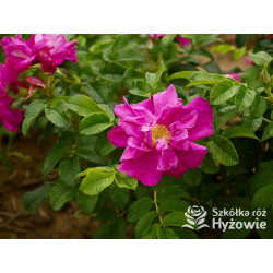 Rosa rugosa Red Foxi® – odporna róża rugosa z owocami | Hyżowie