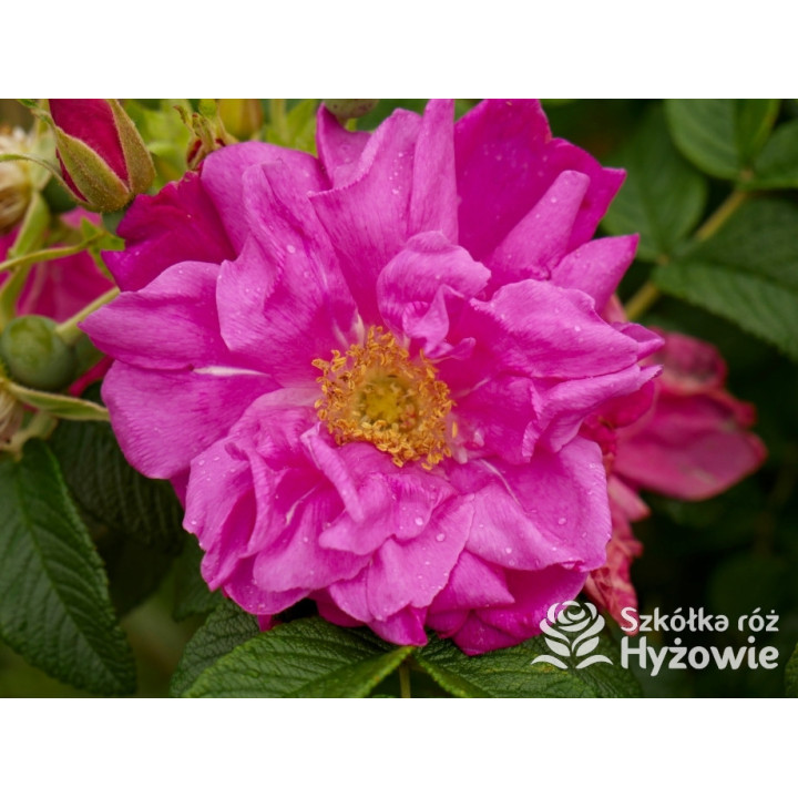 Rosa rugosa Red Foxi® – odporna róża rugosa z owocami | Hyżowie