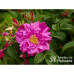 Rosa rugosa Red Foxi® – odporna róża rugosa z owocami | Hyżowie