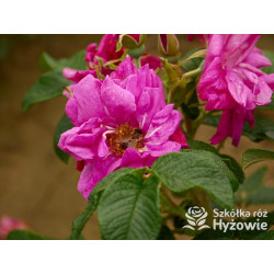 Rosa rugosa Red Foxi® – odporna róża rugosa z owocami | Hyżowie
