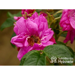 Rosa rugosa Red Foxi® – odporna róża rugosa z owocami | Hyżowie