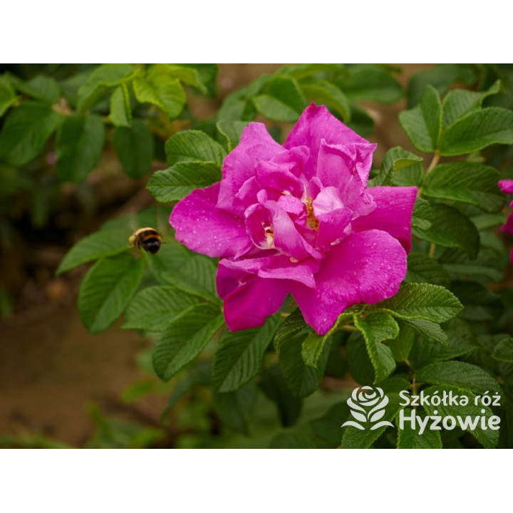 Rosa rugosa Red Foxi® – odporna róża rugosa z owocami | Hyżowie