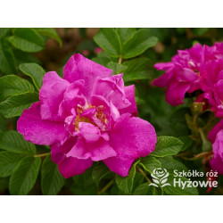 Rosa rugosa Red Foxi® – odporna róża rugosa z owocami | Hyżowie