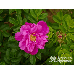 Rosa rugosa Red Foxi® – odporna róża rugosa z owocami | Hyżowie