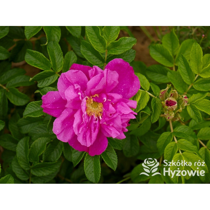Rosa rugosa Red Foxi® – odporna róża rugosa z owocami | Hyżowie