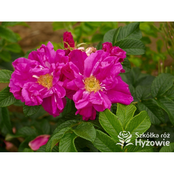 Rosa rugosa Red Foxi® – odporna róża rugosa z owocami | Hyżowie