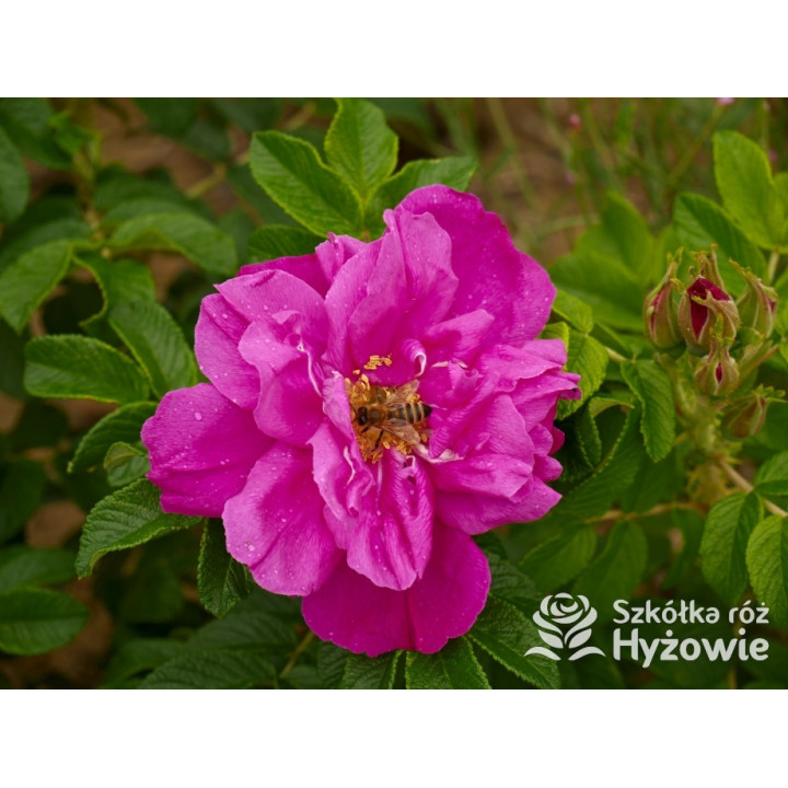 Rosa rugosa Red Foxi® – odporna róża rugosa z owocami | Hyżowie