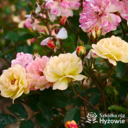 Rêve de Paris® – żółta róża okrywowa odporna | Hyżowie