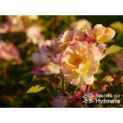 Rêve de Paris® – żółta róża okrywowa odporna | Hyżowie