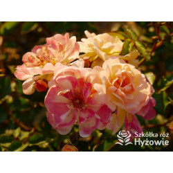 Rêve de Paris® – żółta róża okrywowa odporna | Hyżowie