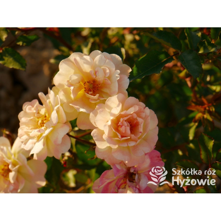 Rêve de Paris® – żółta róża okrywowa odporna | Hyżowie