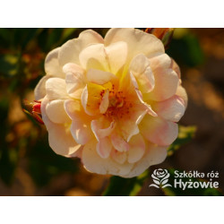 Rêve de Paris® – żółta róża okrywowa odporna | Hyżowie