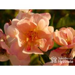 Rêve de Paris® – żółta róża okrywowa odporna | Hyżowie