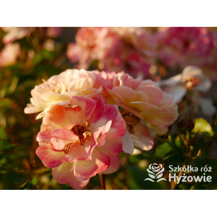 Rêve de Paris® – żółta róża okrywowa odporna | Hyżowie