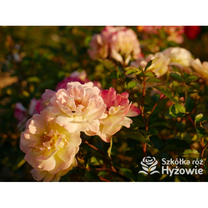 Rêve de Paris® – żółta róża okrywowa odporna | Hyżowie