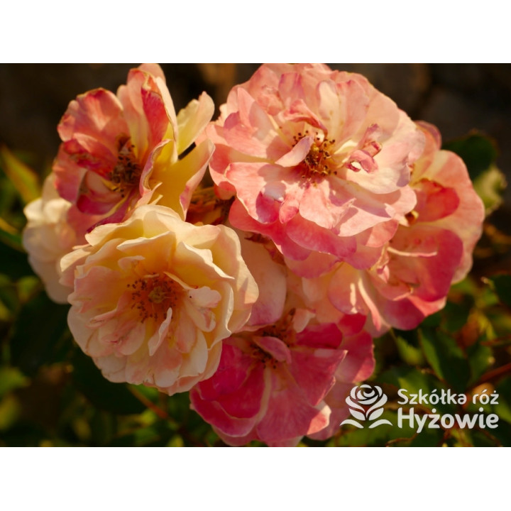 Rêve de Paris® – żółta róża okrywowa odporna | Hyżowie