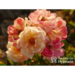 Rêve de Paris® – żółta róża okrywowa odporna | Hyżowie