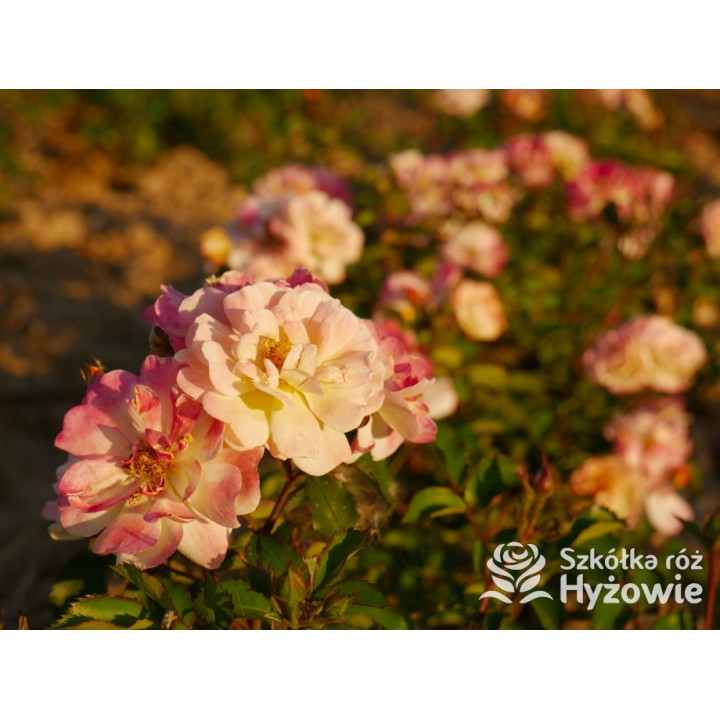 Rêve de Paris® – żółta róża okrywowa odporna | Hyżowie