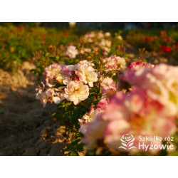 Rêve de Paris® – żółta róża okrywowa odporna | Hyżowie