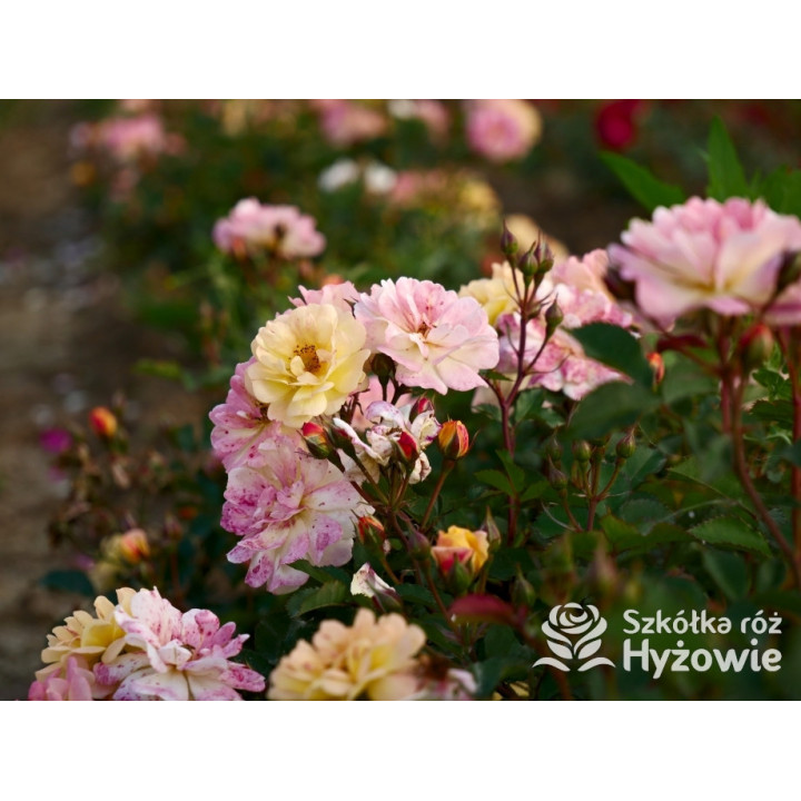 Rêve de Paris® – żółta róża okrywowa odporna | Hyżowie