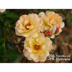 Rêve de Paris® – żółta róża okrywowa odporna | Hyżowie