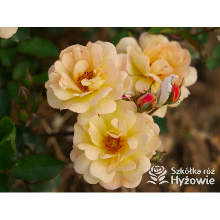 Rêve de Paris® – żółta róża okrywowa odporna | Hyżowie