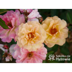 Rêve de Paris® – żółta róża okrywowa odporna | Hyżowie