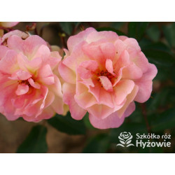 Rêve de Paris® – żółta róża okrywowa odporna | Hyżowie