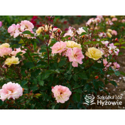 Rêve de Paris® – żółta róża okrywowa odporna | Hyżowie