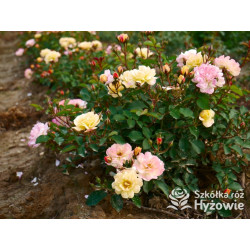 Rêve de Paris® – żółta róża okrywowa odporna | Hyżowie