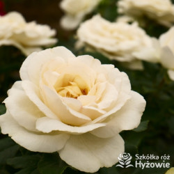 Pearl Vaza™ – biała róża rabatowa | Hyżowie