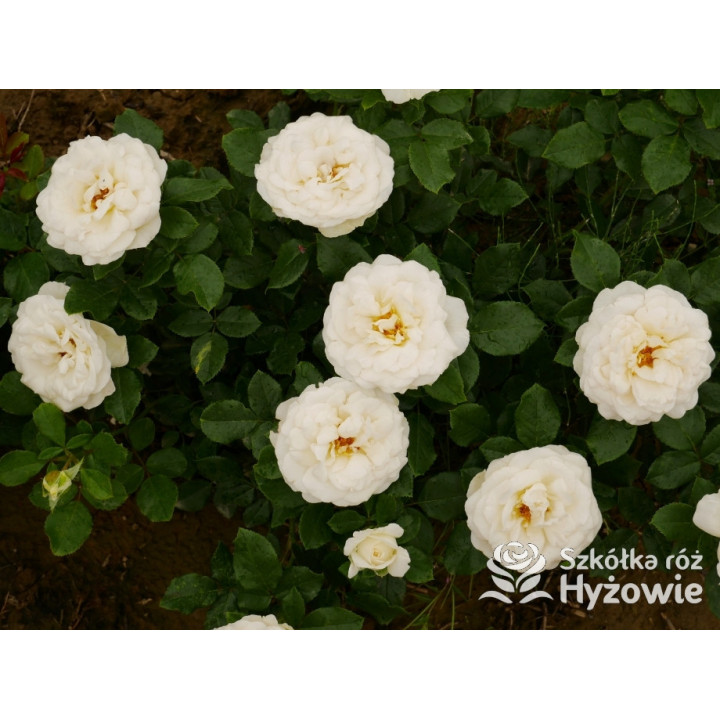 Pearl Vaza™ – biała róża rabatowa | Hyżowie