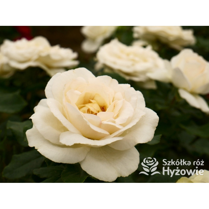 Pearl Vaza™ – biała róża rabatowa | Hyżowie