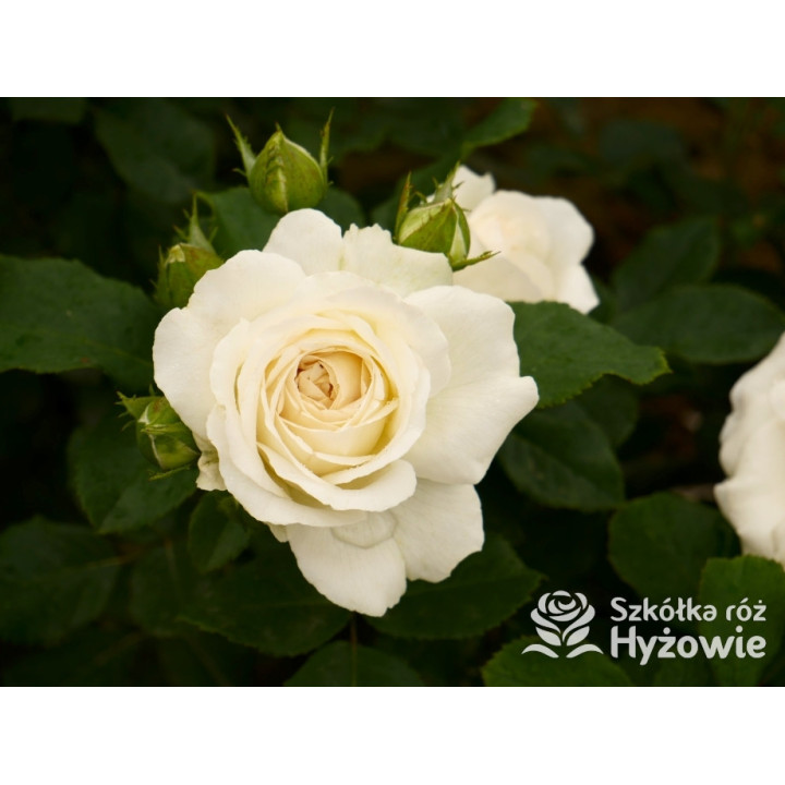 Pearl Vaza™ – biała róża rabatowa | Hyżowie