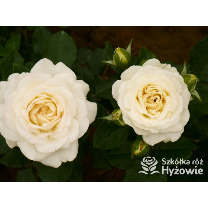 Pearl Vaza™ – biała róża rabatowa | Hyżowie