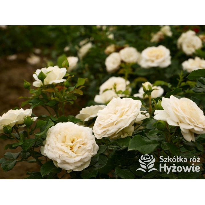 Pearl Vaza™ – biała róża rabatowa | Hyżowie