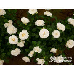 Pearl Vaza™ – biała róża rabatowa | Hyżowie