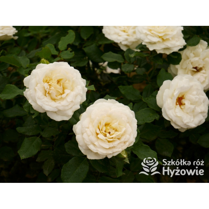 Pearl Vaza™ – biała róża rabatowa | Hyżowie