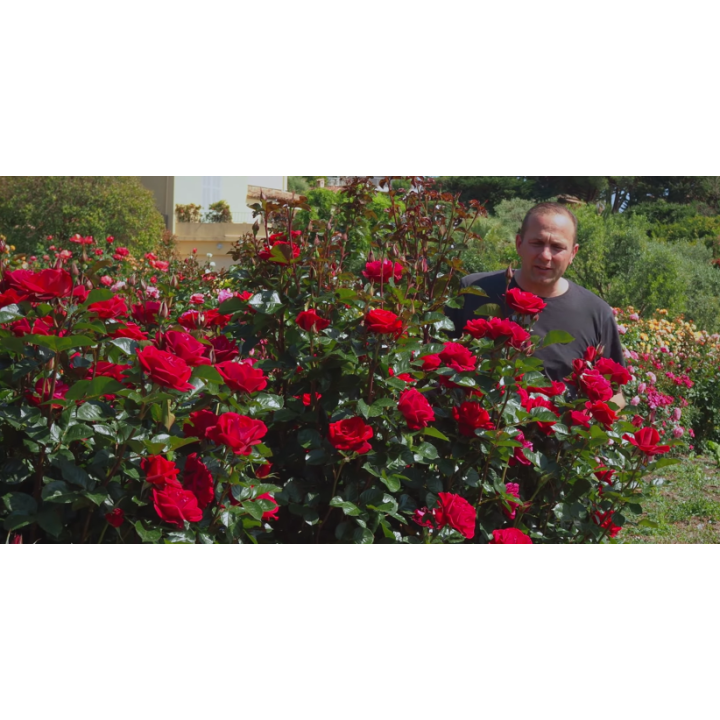 Summer Sangria® – czerwona róża rabatowa odporna | Hyżowie